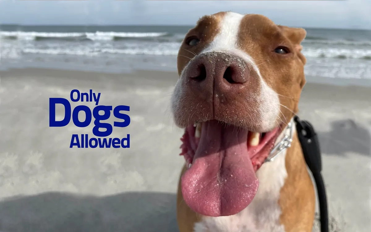 A joyful dog’s face is front and center, with the sparkling ocean and soft sand stretching out behind. The image captures the playful energy of pets enjoying time at the beach.
